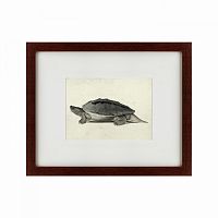 картина: a hand-painted illustration of a burmese roofed turtle, 1873 в Армавире