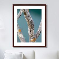 картина: trees on the galapagos islands, ecuador no3 в Армавире