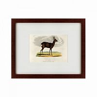 картина: a roebuck, 1830 в Армавире