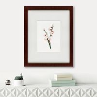 картина: apricot flower (prunus armeniaca), 1832 в Армавире