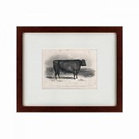картина: a devon bull, 1849 в Армавире