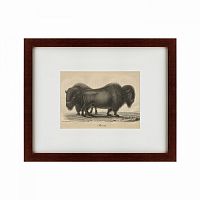 картина: bison, 1828 в Армавире