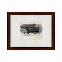 картина: a devon steer, 1869 в Армавире