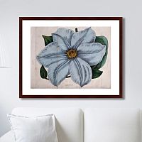 картина: exotic plants of the world №13, 1815г. в Армавире