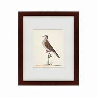 картина: the brown bird в Армавире