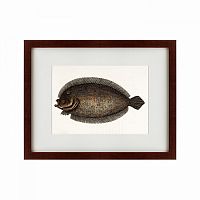 картина: sole fish, 1722 в Армавире