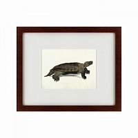картина: a hand-painted illustration of an arakan forest turtle, 1872 в Армавире