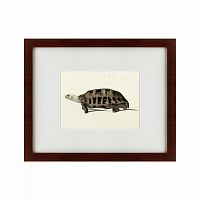 картина: a hand-painted illustration of an elongated tortoise, 1873 в Армавире