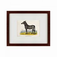 картина: a zebra, 1830 в Армавире