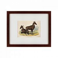 картина: two nilgais, 1830 в Армавире