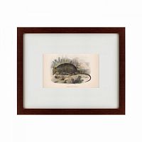 картина: armadillo, 1860 в Армавире
