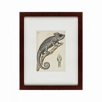 картина: chameleon, 1706 в Армавире