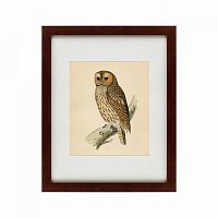 картина: brown owl, 1760 в Армавире