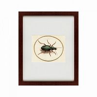 картина: beetle, 1700 в Армавире